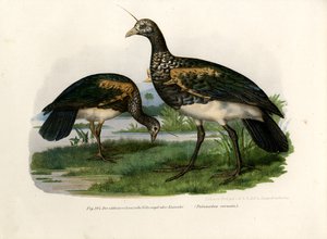 Horned Screamer，1864 作者 德国学校